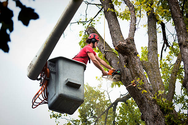 Best Tree Trimming and Pruning  in USA